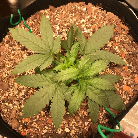 Unknown strain growlog timeline photo