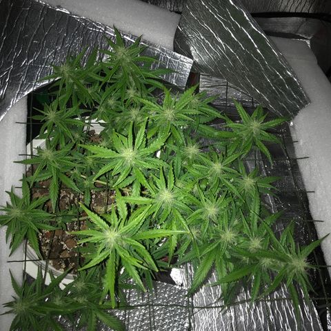 Unknown strain growlog timeline photo