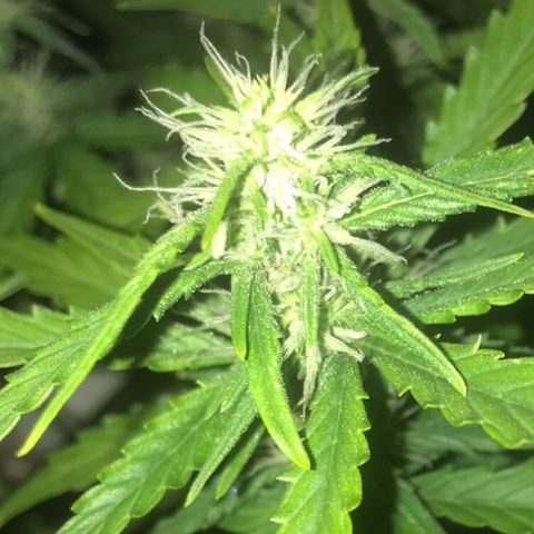 Unknown strain growlog timeline photo