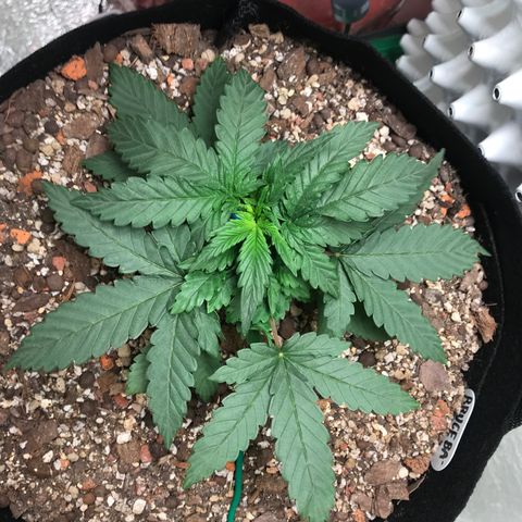 Unknown strain growlog timeline photo