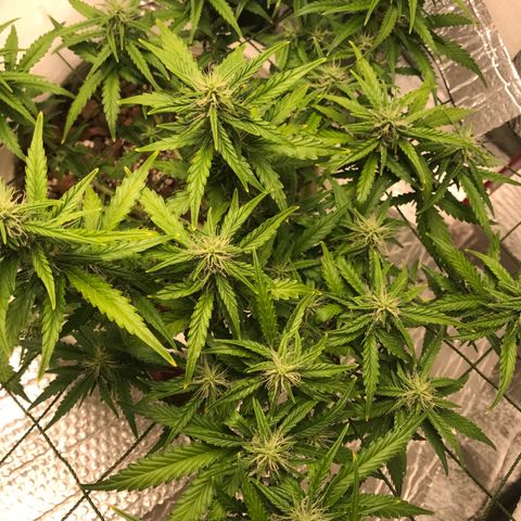 Unknown strain growlog timeline photo