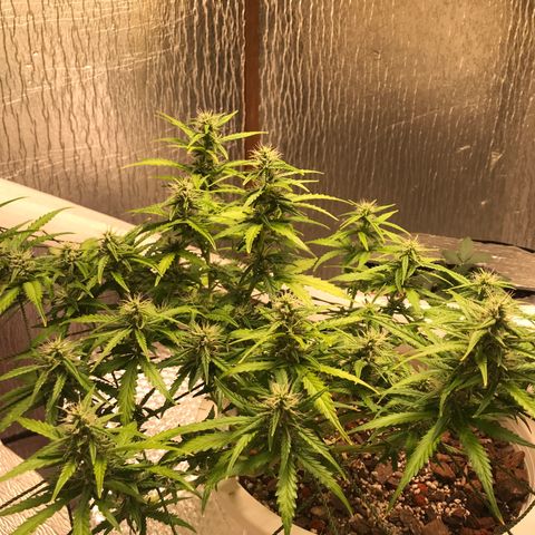 Unknown strain growlog photo: ให้ปุ๋ยทำดอกรอบ3 ตาราง4