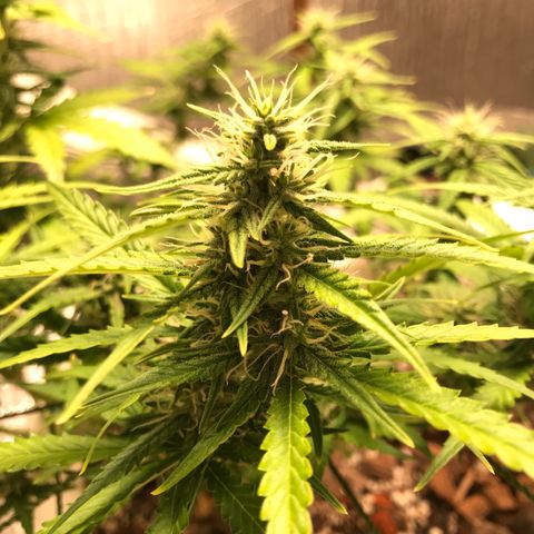 Unknown strain growlog timeline photo