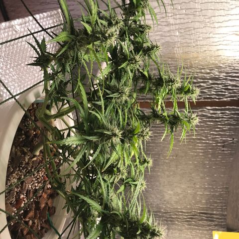 Unknown strain growlog timeline photo
