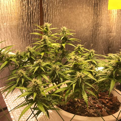 Unknown strain growlog timeline photo