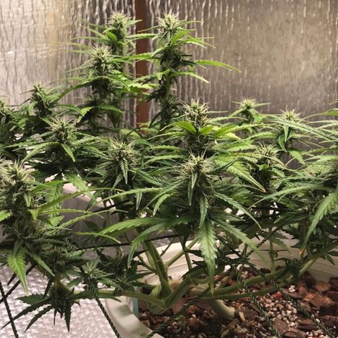 Unknown strain growlog timeline photo