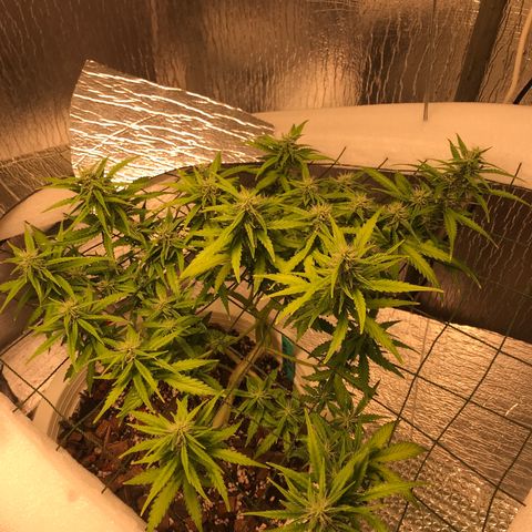 Unknown strain growlog timeline photo