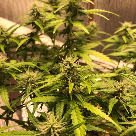 Unknown strain growlog timeline photo