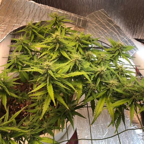 Unknown strain growlog timeline photo