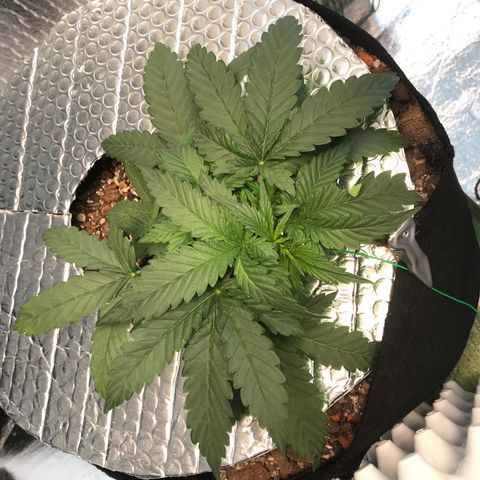 Unknown strain growlog timeline photo