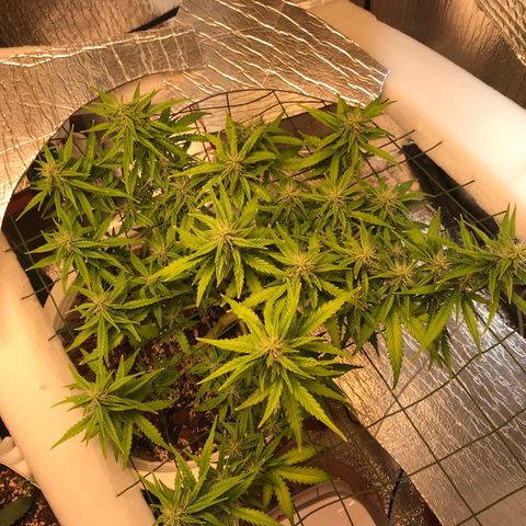 Unknown strain growlog timeline photo
