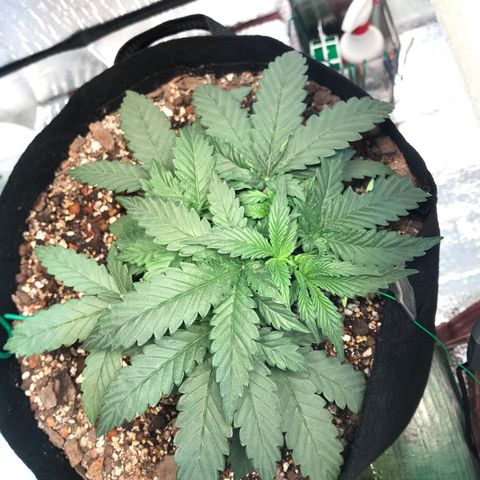 Unknown strain growlog photo: ให้ปุ๋ยวีค4เรียบร้อย