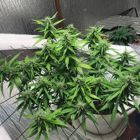 Unknown strain growlog timeline photo