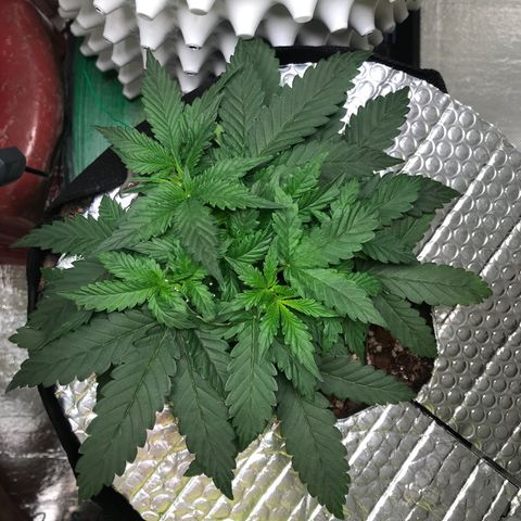 Unknown strain growlog timeline photo