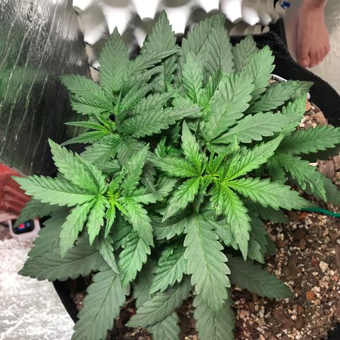 Unknown strain growlog timeline photo