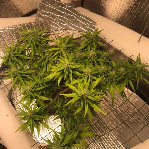 Unknown strain growlog timeline photo