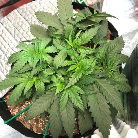 Unknown strain growlog timeline photo
