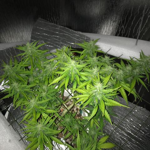 Unknown strain growlog timeline photo