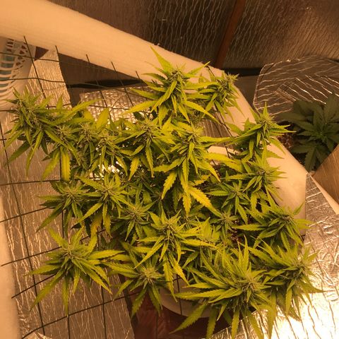 Unknown strain growlog photo: ให้ปุ๋ยรอบ4