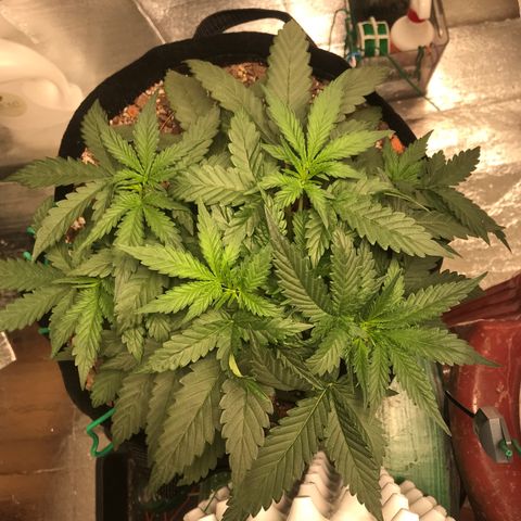 Unknown strain growlog timeline photo