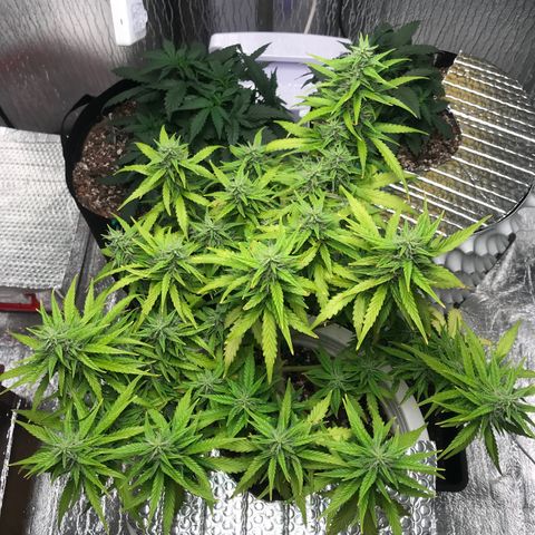 Unknown strain growlog timeline photo