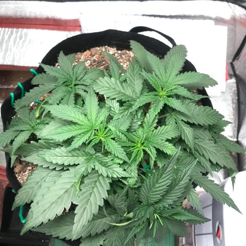 Unknown strain growlog timeline photo