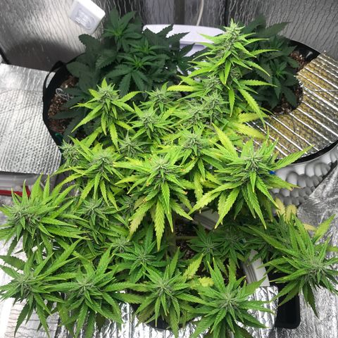 Unknown strain growlog timeline photo