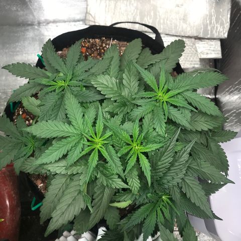 Unknown strain growlog photo: ให้ปุ๋ยรอบ5