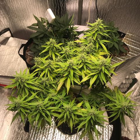 Unknown strain growlog timeline photo