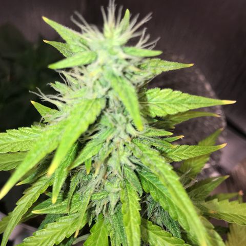 Unknown strain growlog timeline photo