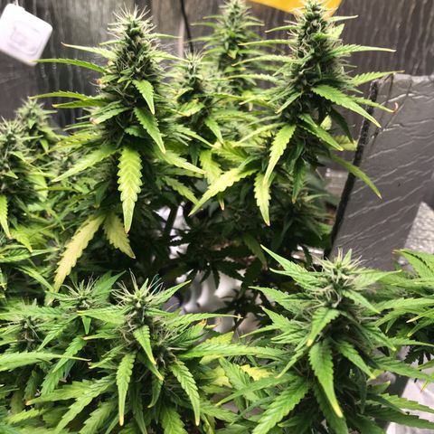 Unknown strain growlog timeline photo