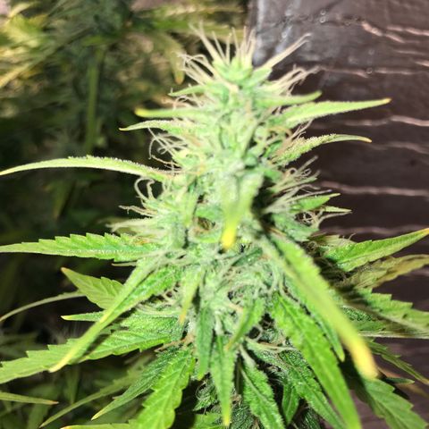 Unknown strain growlog timeline photo