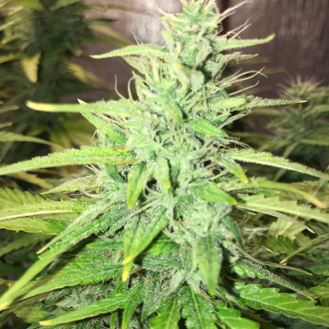 Unknown strain growlog timeline photo