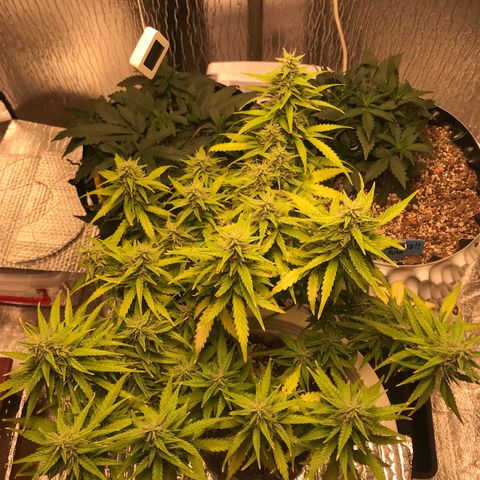 Unknown strain growlog timeline photo