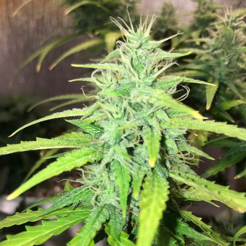 Unknown strain growlog timeline photo