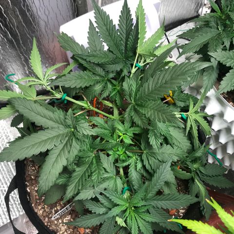 Unknown strain growlog timeline photo
