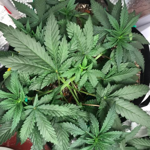 Unknown strain growlog timeline photo