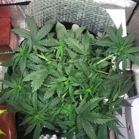 Unknown strain growlog timeline photo