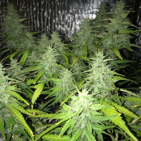 Unknown strain growlog timeline photo