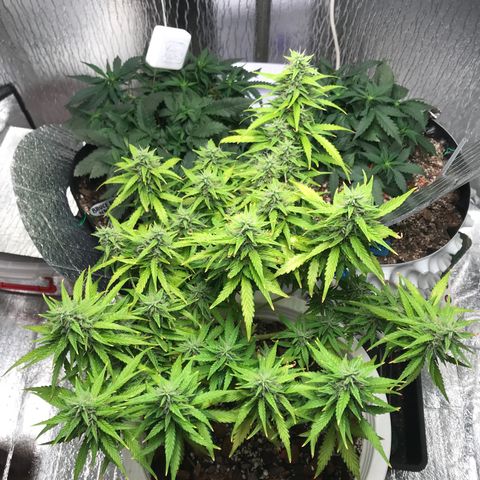 Unknown strain growlog timeline photo