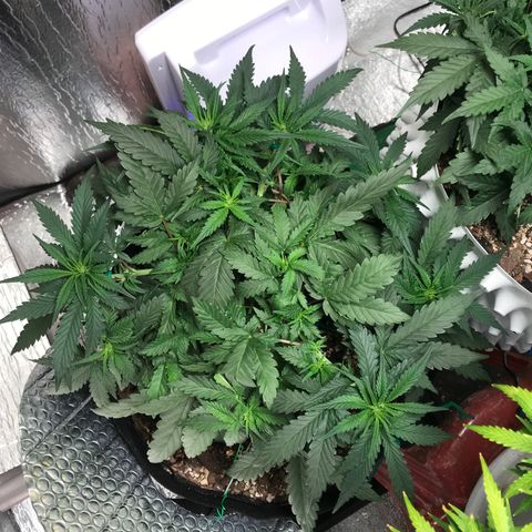 Unknown strain growlog timeline photo