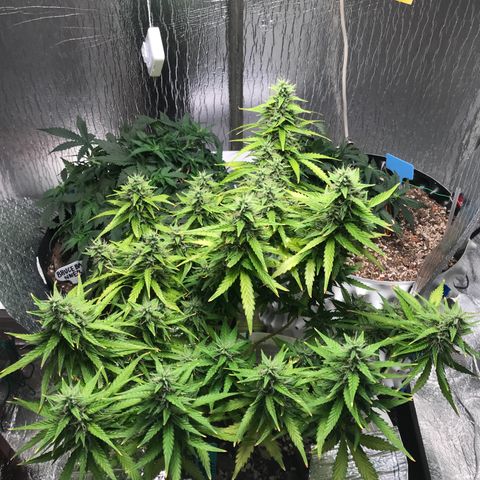 Unknown strain growlog timeline photo