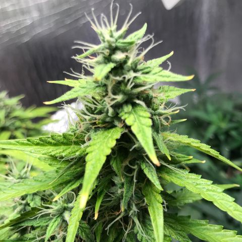 Unknown strain growlog timeline photo