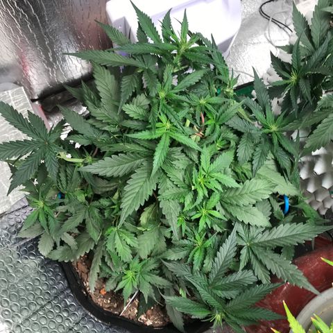 Unknown strain growlog timeline photo