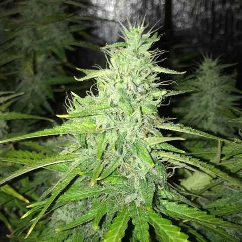 Unknown strain growlog timeline photo