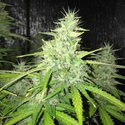 Unknown strain growlog timeline photo