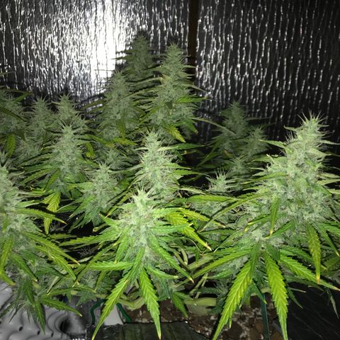 Unknown strain growlog timeline photo