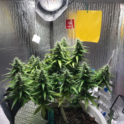 Unknown strain growlog timeline photo