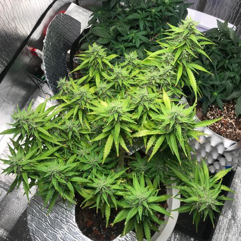 Unknown strain growlog timeline photo