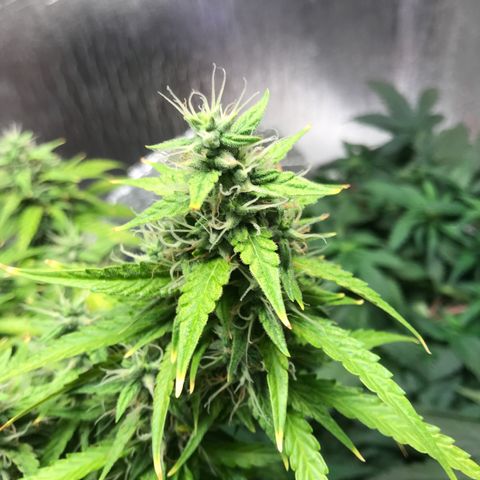 Unknown strain growlog timeline photo
